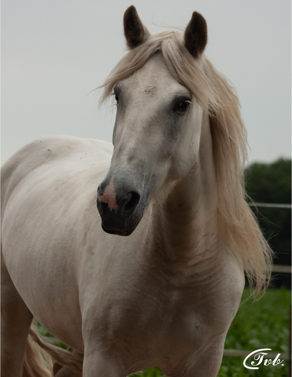 Finou img1